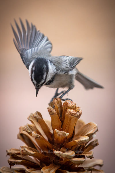 A mountain chickadee takes a bow as it searches for pine nuts in the fall.  