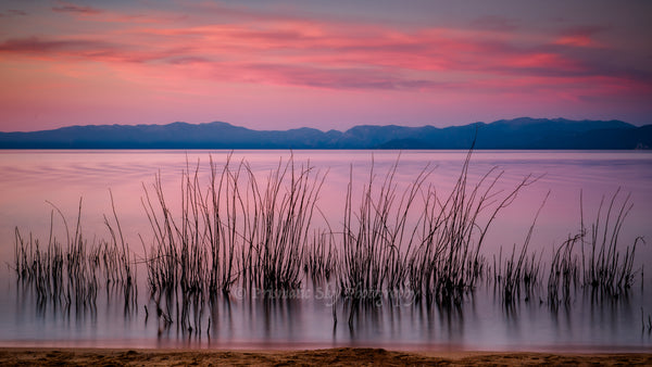 Reeds form a barrier between the shore and Lake Tahoe as the clouds and lake surface turn pink at sunset.  The mountains across the lake are visible in the background.