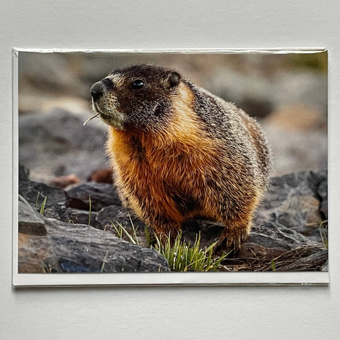 Marmot Notecard