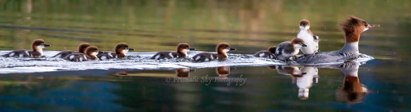 A young common merganser hitches a ride on the back of mom, as other young in the creche swim behind.  