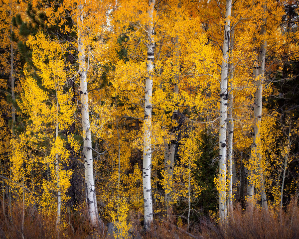 Framed photo of three aspen tree trunks surrounded by golden yellow leaves of fall.  