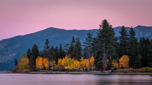 Golden Yellow aspens glow against the mountain backdrop, as the sky and surface of Lake Tahoe turn pink at sunset.  