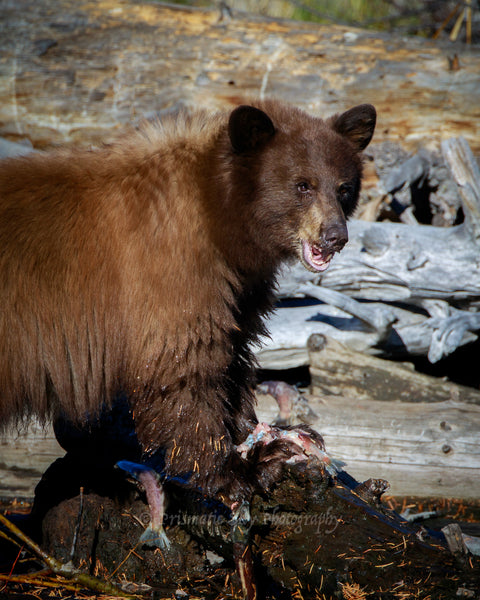 A young American black bear fishes for Kokanee Salmon in Taylor Creek.  The salmon are a healthy part of their diet to fatten up before winter.  