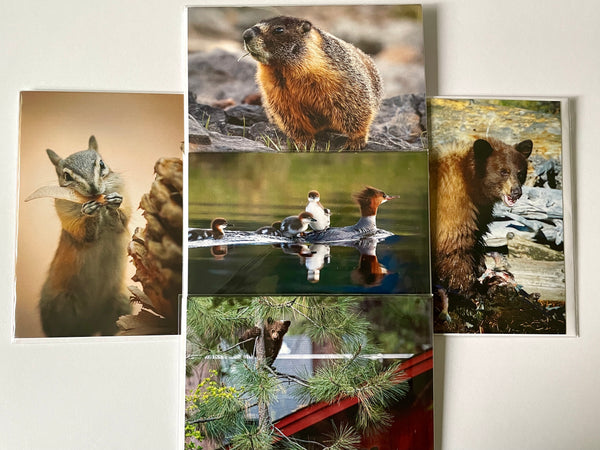 Set of 5 Wildlife Photo Notecards; Yellow-bellied Marmot, Chipmunk; Common Mergansers; Fishing Young American Black Bear; American Black Bear Mom and Cub