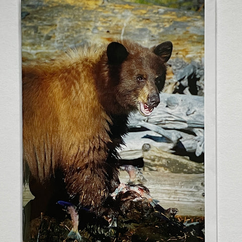Young American Black Bear Notecard